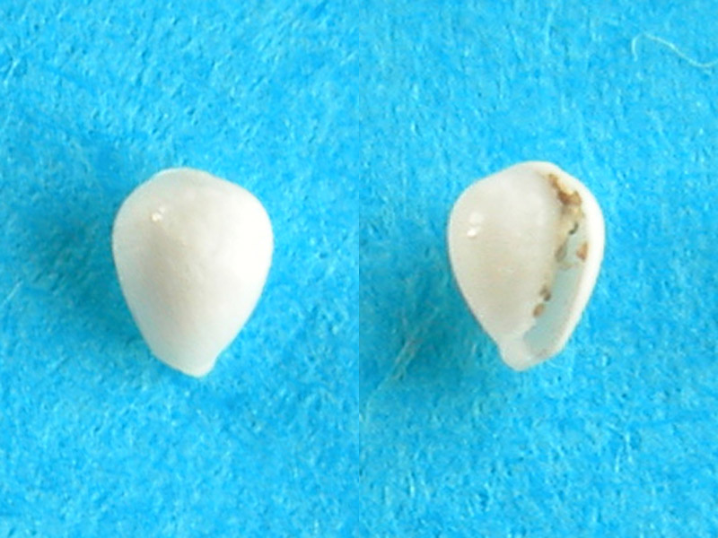 Granulina marginata ?